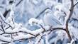 © Dament - White bird on snowy tree on winter day