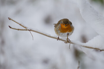 Poster - Robin in the snow 