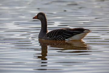 Wall Mural - A greylag goose on a lake in the evening sunshine