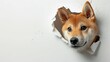 Shiba inu dog poking head out of a hole in the paper wall , white background