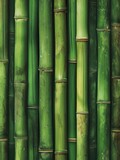 Fototapeta Sypialnia - Green bamboo background texture