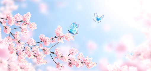 Aufkleber - Horizontal banner with blue butterflies and sakura flowers of pink color on sunny backdrop. Beautiful nature spring background with a branch of blooming sakura. Sakura blossoming season in Japan