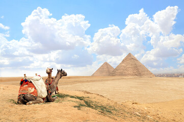 Poster - Camels in a colorful horse-clothes resting on the sand near to pyramids, Giza, Cairo, Egypt. Famous Great Pyramids of Chephren and Cheops, Giza pyramid complex (Giza Necropolis)