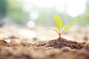 Poster - seedling sprouting from the ground