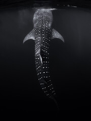 Wall Mural - Whale shark in ocean. Giant fish swimming in open tropical sea.