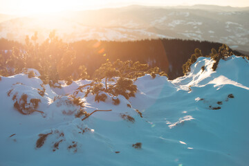 Wall Mural - Beautiful landscape with snow covered fir trees and snowdrifts.