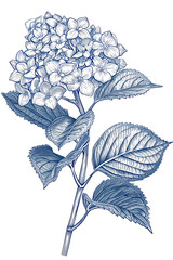 Poster - Hydrangea single stem vintage floral botanical flower print