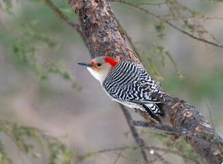 Wall Mural - red-bellied woodpecker bird standing on the tree trunk