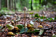 Vier Pilze auf dem Waldboden, Waldweg. Abgebrochener ast mit Kastanien und Blättern dazwischen. Makro Pilz Foto. bäume im Hintergrund