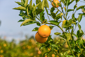 oranges ripen in an orange garden in the Mediterranean 12