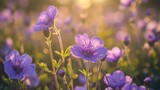 Fototapeta Kwiaty - Purple flowers growing on field