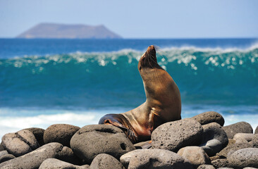 sea lion tans on a rock