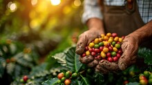 Highlight Moments From Worldwide Fair Trade Coffee Programs. Generative Ai.