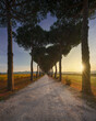 Bolgheri pine tree lined road and vineyards at sunrise. Maremma, Tuscany, Italy