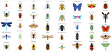 Set Of Insects Flat Style Design Icons