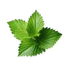 Patchouli leaves isolated on transparent background
