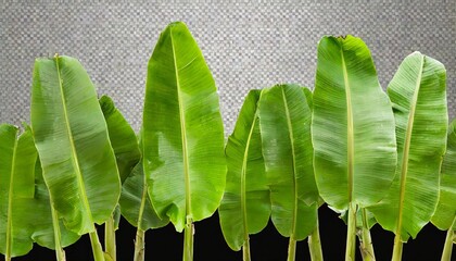 Canvas Print - green banana leaves isolated on transparent background