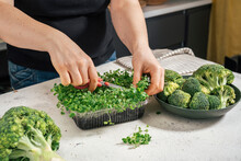 Woman Cutting Microgreens With Scissor With Broccoli At Kitchen Counter