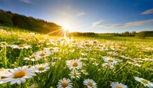Beautiful Daisies On A Meadow Lit By Sun Rays Field Of Flowers