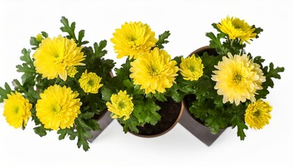 Wall Mural - chrysanthemum multiflora flowers yellow in pot isolated on white background flat lay top view