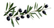 olive branch with black olives on transparent background isolated