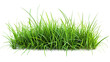 © YauheniyaA - Green grass on transparent background.  Spring or summer plant lawn