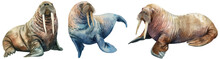 Collection Of Three Watercolor Style Clipart Illustrations Of A Walrus Isolated On A Transparent Background