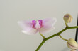 Orchid Blume - Orchideen