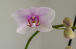 Orchid Blume - Orchideen Blüte auf weiss