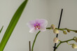 Orchid Blume - Orchideen