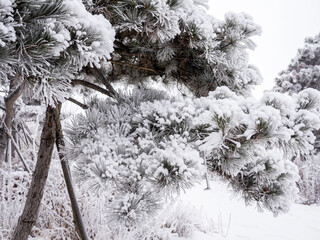 Wall Mural - The natural phenomenon of rime formation in winter