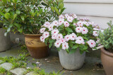 Fototapeta Boho - Pot container with white busy lizzy impatiens walleriana as a display outside house.
