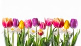 Fototapeta Kwiaty - spring tulip flowers in a row isolated on white