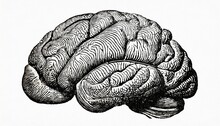 Human Brain Antique Engraved Illustration From Brockhaus Konversations Lexikon 1908