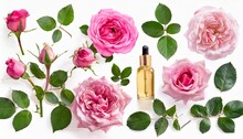 Set Collection Of Beautiful Pink Roses Flowers Buds And Leaf Isolated Over A Transparent Background Cut Out Floral Perfume Essential Oil Or Garden Design Elements Top View Flat Lay Png
