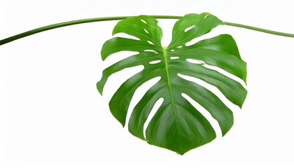 Canvas Print - green monstera plant leaf with stalk the tropical evergreen vine isolated on white background clipping path included