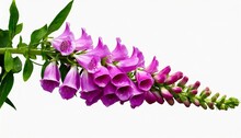 Purple Foxglove Digitalis Purpurea Flowers Isolated On White Background Clipping Path Included
