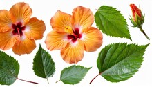 A Set Of Orange Hibiscus Flowers Buds And Leaves Hibiscus Flowers Buds And Leaves Isolated
