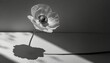 black and white monochrome poppy flower with sun light shades minimal stylish still life floral composition with sunlight shadows