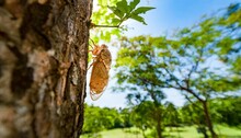 Insect Cicada