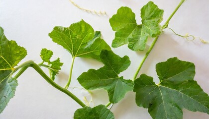 Wall Mural - pumpkin leaves vine plant stem and tendrils