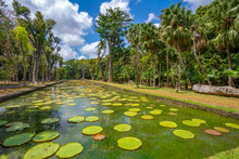 View Of Giant Lilies Pond In Sir Seewoosagur Ramgoolam Botanical Garden, Mauritius