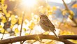 sparrow bird perched on tree branch house sparrow female songbird passer domesticus sitting singing on brown wood branch with yellow gold sunshine negative space background sparrow bird wildlife