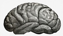 Human Brain Antique Engraved Illustration From Brockhaus Konversations Lexikon 1908