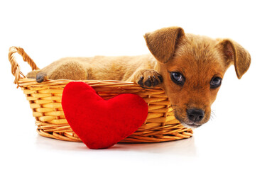 Canvas Print - Little puppy in a basket.