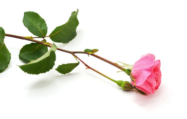 Sticker - One pink rose.