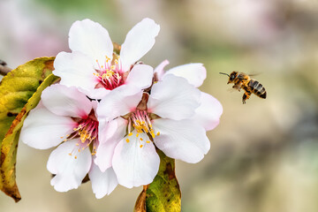 Wall Mural - La Abeja y las Flores Blancas