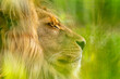 głowa lwa z profilu w zbliżeniu