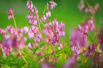 Wall Mural - Blooming purple Dicentra formosa