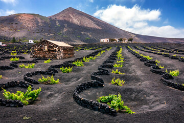 Wall Mural - Vineyards in La Geria. Lanzarote. Canary Islands.